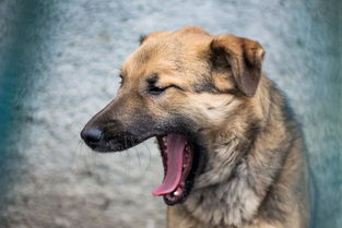 怎么避免狗狗咬人 主人明白它的10种压力表现,就能及时阻止