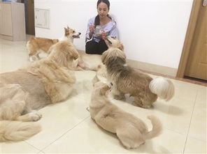 漳州女孩收养21只流浪狗 多年为狗花费上万元 