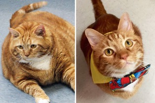 美国肥猫3年减重23斤 成兽医诊所宠儿 图