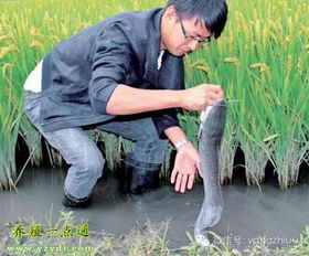 大学生村官创客为村民探索致富路,稻田里养鲶鱼每亩纯利8000元 