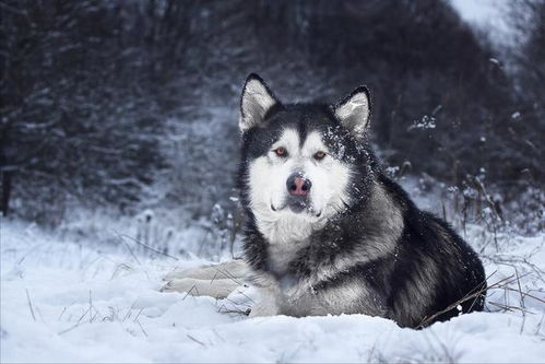 冷知识分享 关于阿拉斯加犬,你了解多少