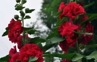 红色的家养花