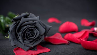 黑色玫瑰永生花的花语,黑色玫瑰永生花寓意