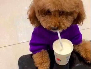 泰迪可以喝酸奶吗 我最后悔的事,就是给我家泰迪喂酸奶了
