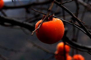 立冬吃什么水果 推荐8大立冬应季水果