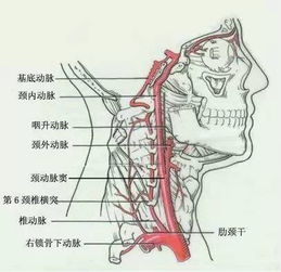 颈椎解剖图 搜狗图片搜索