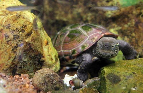 龟龟为什么会溺水 怎样预防龟龟溺水
