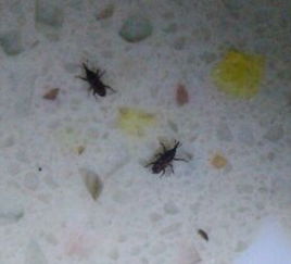 家里出現了很多黑色的小蟲子時飛時爬 附圖 該怎么辦 在線等 謝謝