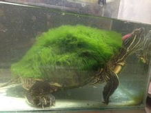 家养的乌龟冬眠需要什么样的环境 需要注意什么 