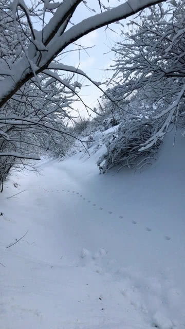 下雪啦 看看东北的雪 