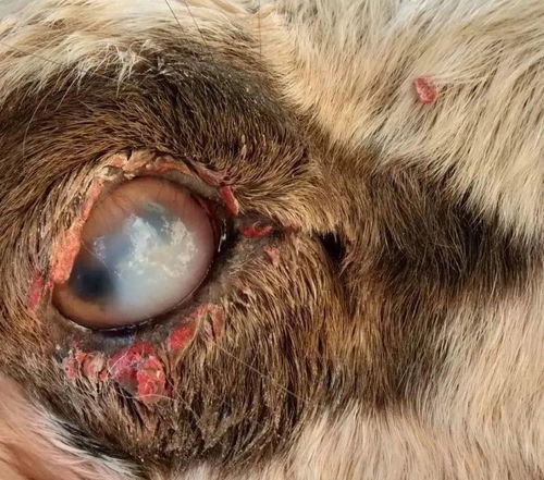 羊传染性结膜角膜炎的防治技巧,羊的眼睛里长了一层白膜