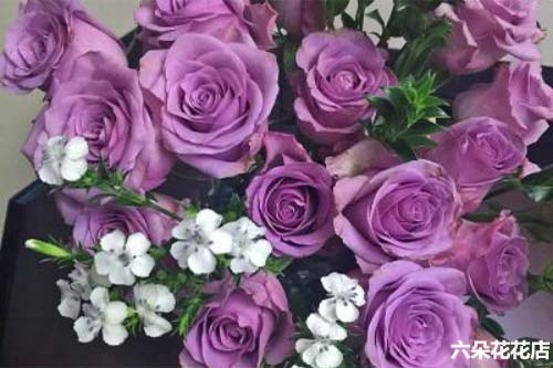 紫霞仙子玫瑰花语,紫玫瑰送什么人合适