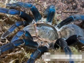 世界上最恐怖的十大巨型蜘蛛,各个瞬间致命