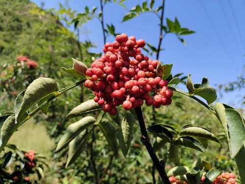 无刺花椒树花是什么,无刺花椒和有刺花椒有区别吗