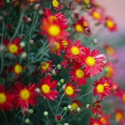 十大名花中最好养的花,十大名花中最易养护的美丽之花，让你的花园绽放绝美色彩！