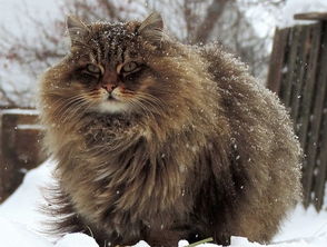 西伯利亚森林猫多少钱 西伯利亚森林猫的养护知识