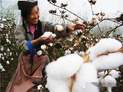 乡愁永济 我爱那一地棉花