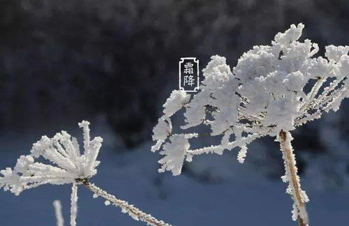 10月23日 九月初七 霜降节气 十二生肖运势与注意事项