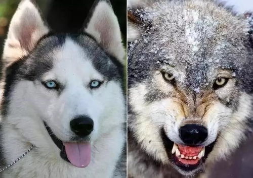 你真的知道狗狗和狼之间的关系吗