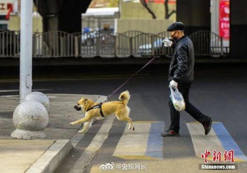 明确 遛狗不拴绳违法