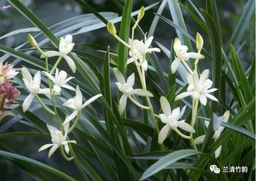 四季峨眉兰花什么时候开花,冬季开