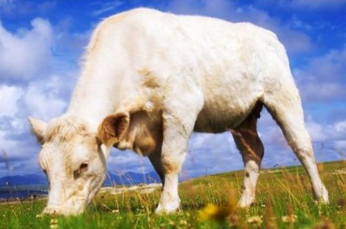 生肖属牛的人,将在12月中旬遇到一生中的贵人,2021年顺风顺水