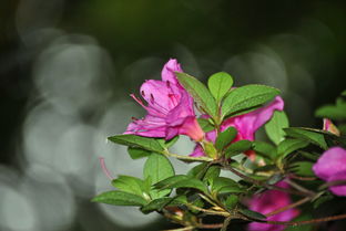 花开满枝头