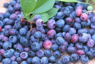 蓝莓好吃又营养,一天吃多少为宜呢,啥时候吃好,吃多了会怎样