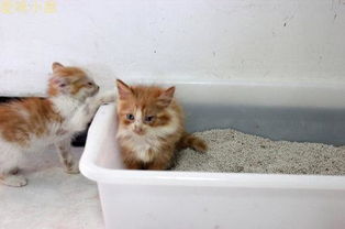 怎么让小猫自己去猫砂上厕所呢 