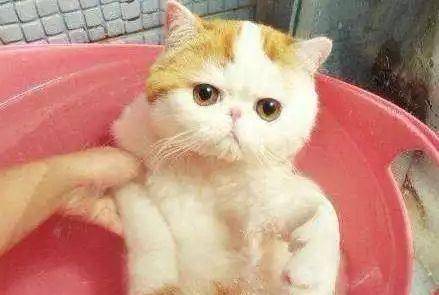 有些猫洗澡,堪比女人做一次spa
