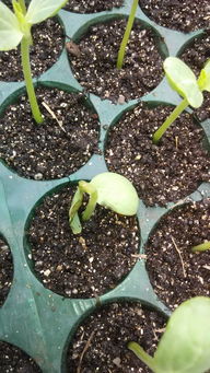 刚发芽的西瓜苗长什么样 西瓜刚出土的幼苗图片