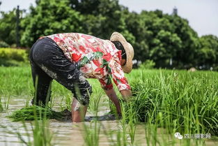 影觅者 春耕时节