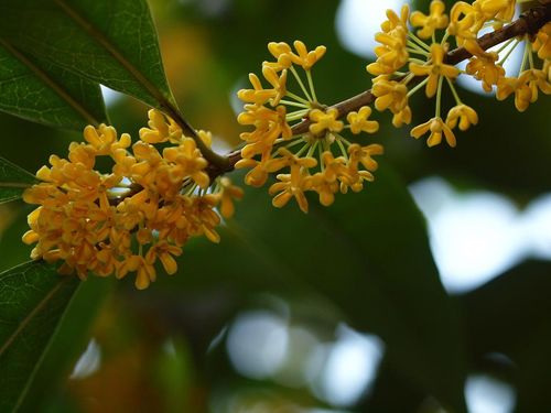 过去农村都抢着种植桂花树，现在农民为何砍了做柴烧(桂花树砍下来了能种活)