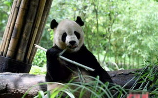 国宝大熊猫这张 叉腰照 火了,看看网友的配文,熊猫都被玩坏了