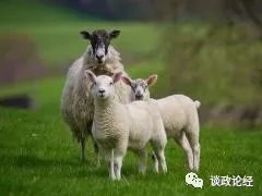 属羊2022年运势及运程 属羊人2022年全年每月运程详解