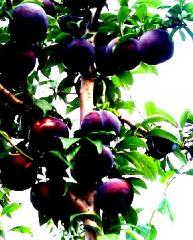 院子里可以种桃树吗,樱桃桃树李子树杏树苹果树葡萄能在一个院子里栽吗