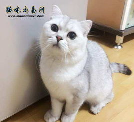 银渐层猫咪掉毛厉害该怎么解决 能养吗 银渐层多少钱一只