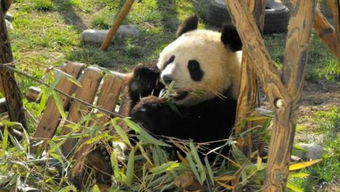 陕西大熊猫染犬瘟热已致2只死亡,此前无治愈成功经验