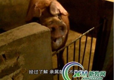 广东梅州梅县 养猪户被自家公猪咬伤致死 