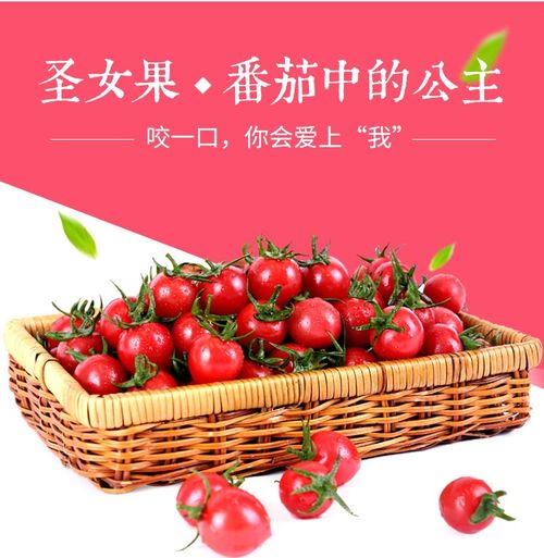 广西千禧圣女果现摘孕妇水果新鲜樱桃小蕃茄柿子3斤装