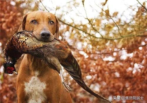 103. 诗经.齐风.卢令 ,史上最英俊最有德行猎人,来自山东大地