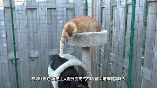 猫咪上前亲吻老虎,老虎一脸疑惑,下一秒做出的反应令人笑喷 