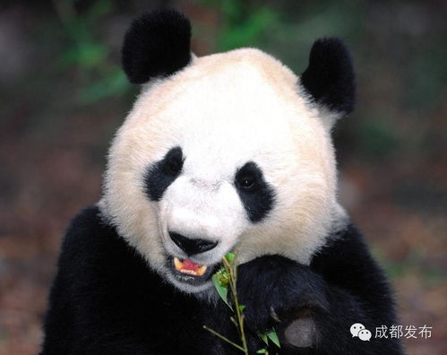 四川野生大熊猫1387只 吃32种竹子 和羚牛野猪一起玩