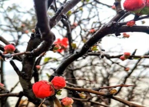 长寿冠四季海棠一年开几次花,春季