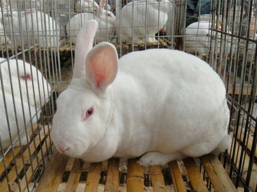 齐河优良肉兔种兔养殖场大型肉兔养殖场