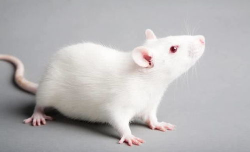 动物种类那么多,为何要用偏偏用小白鼠做实验 看完解开多年疑惑