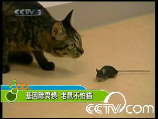 基因除畏惧 老鼠不怕猫 