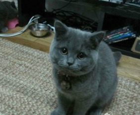 这是俄罗斯蓝猫还是英国短毛猫 俄罗斯蓝猫和英国短毛猫又怎么区分呢 